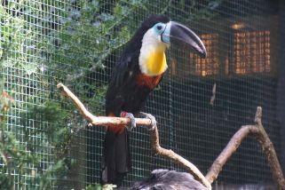 Ramphastos vitellinus - Dottertukan (Dotterkehltukan)